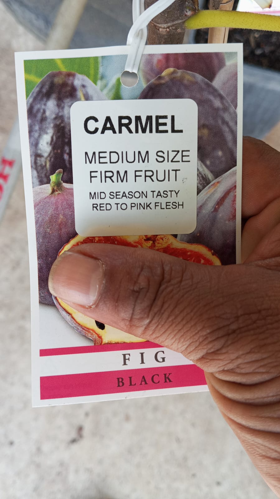 Carmel Fig Tree Perth