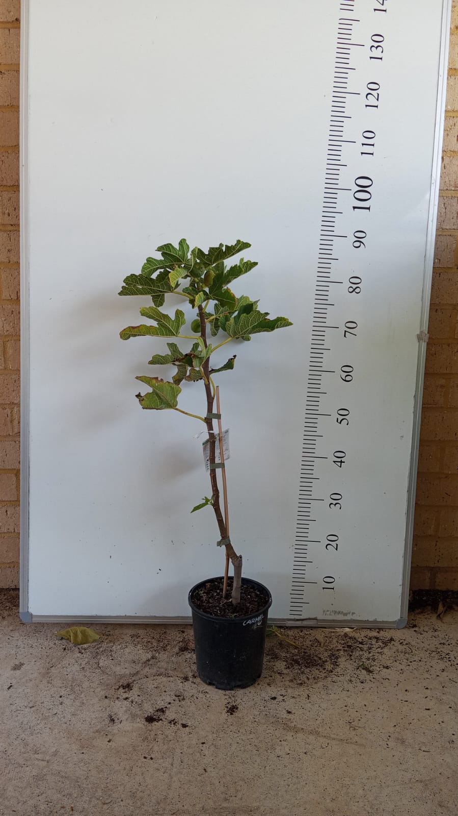 Carmel Fig Tree Perth