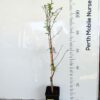 Dwarf Spring Plumcot Perth