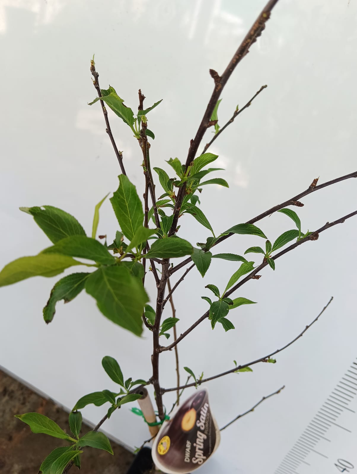 Dwarf Spring Plumcot Perth