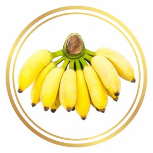 Pisang Ceylon Banana Tree