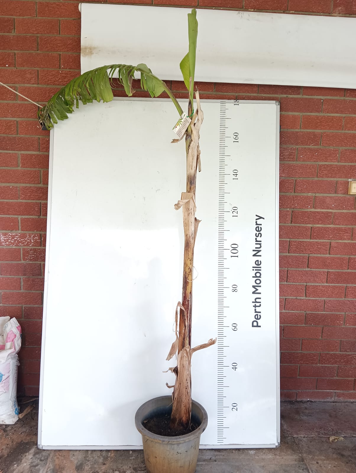 Ambul Kesel Banana Tree Perth