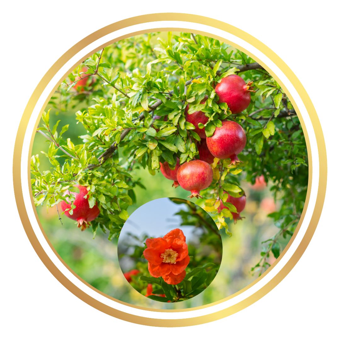 Ben Hur Pomegranate Perth