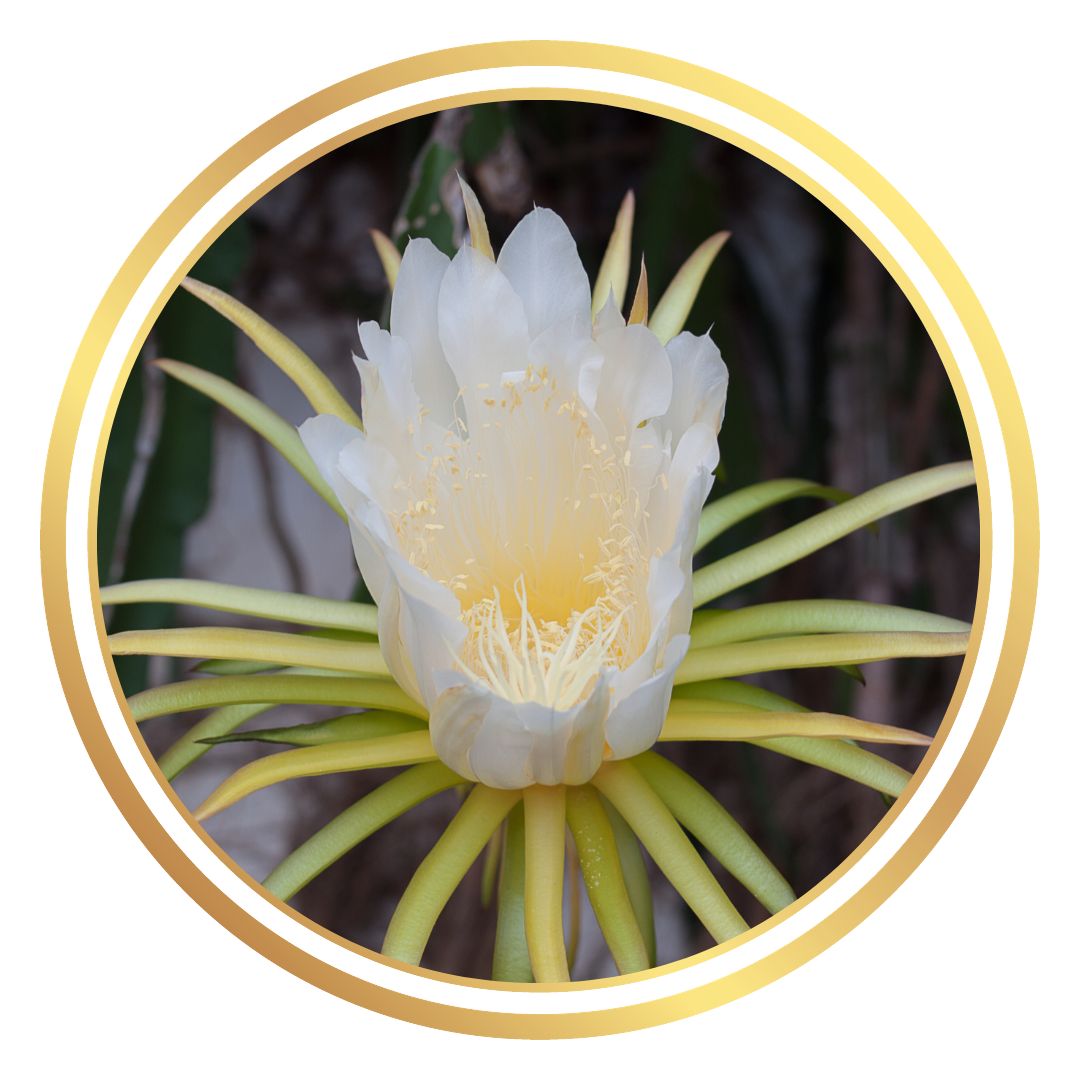Pitaya Pitahaya, Hylocereus, Belle of the Night, Moonlight Cactus