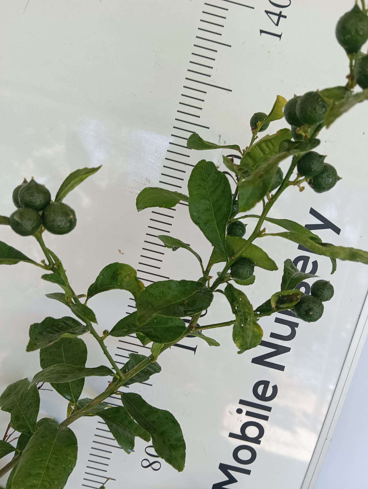 Kusaie Micronesian Lime Perth