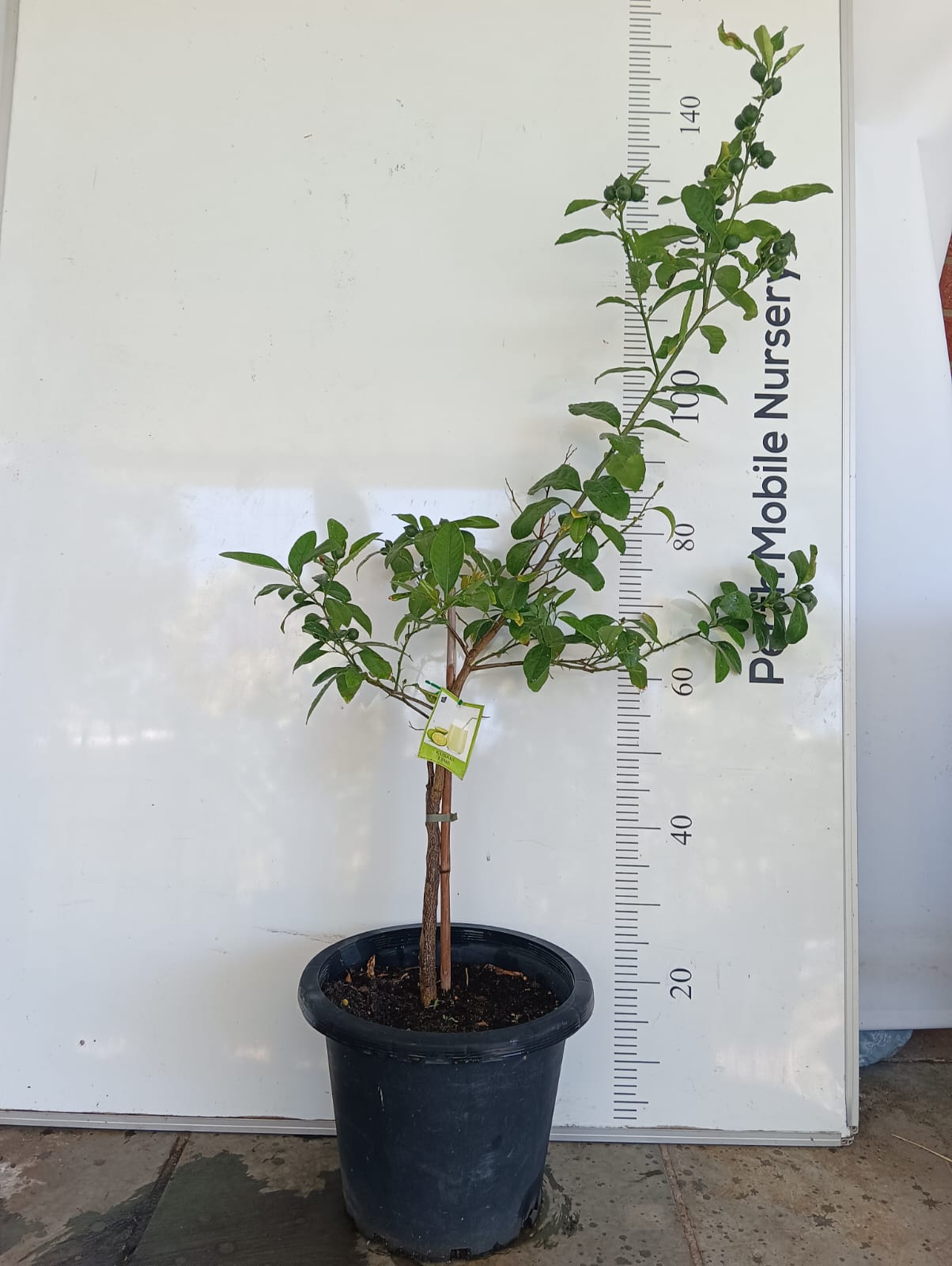 Kusaie Micronesian Lime Perth