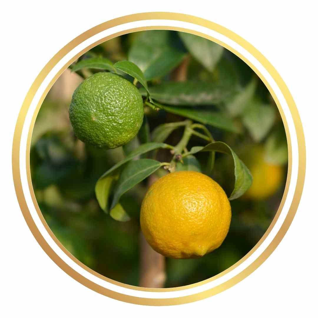 Kusaie Micronesian Lime Perth