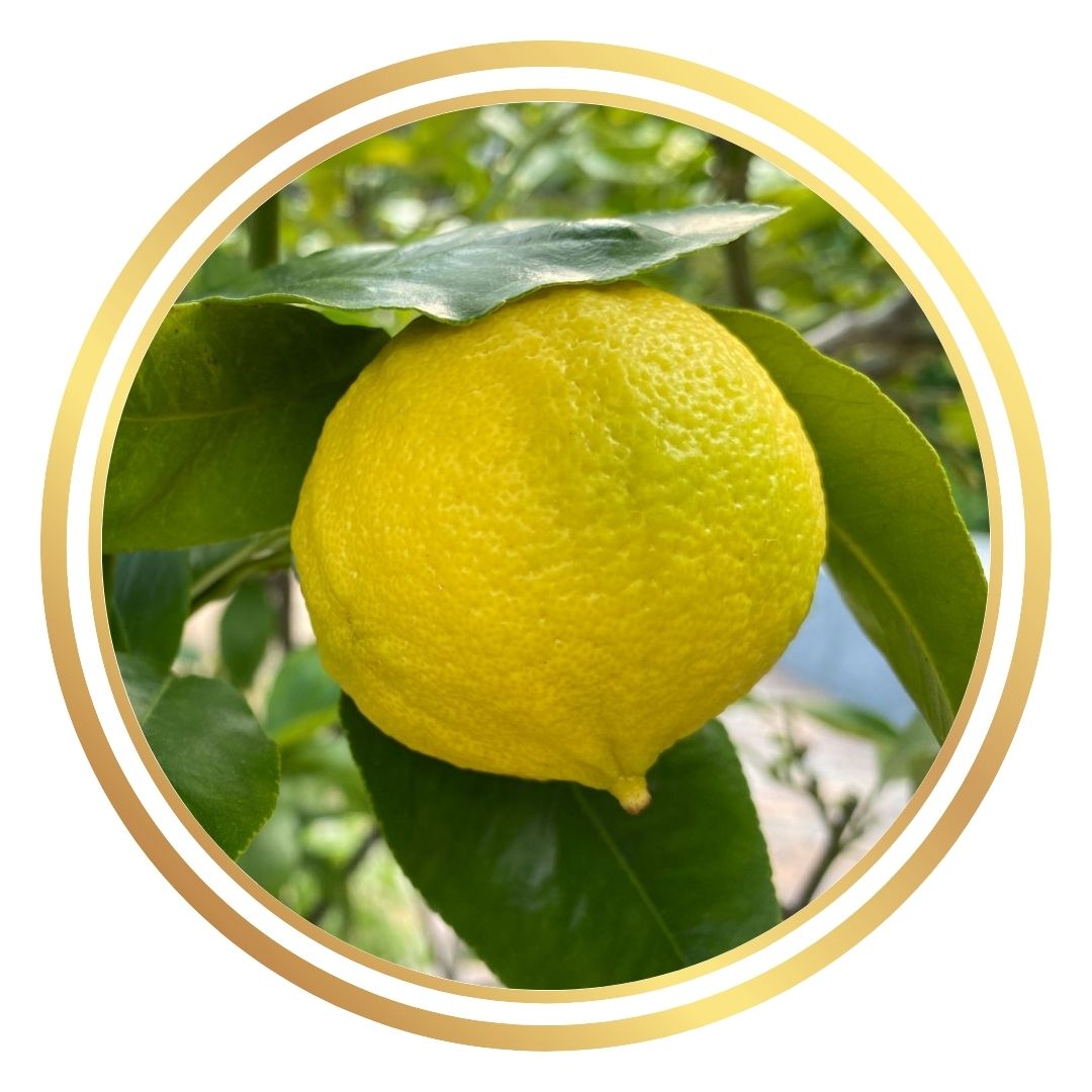 Orange - Bergamot Perth