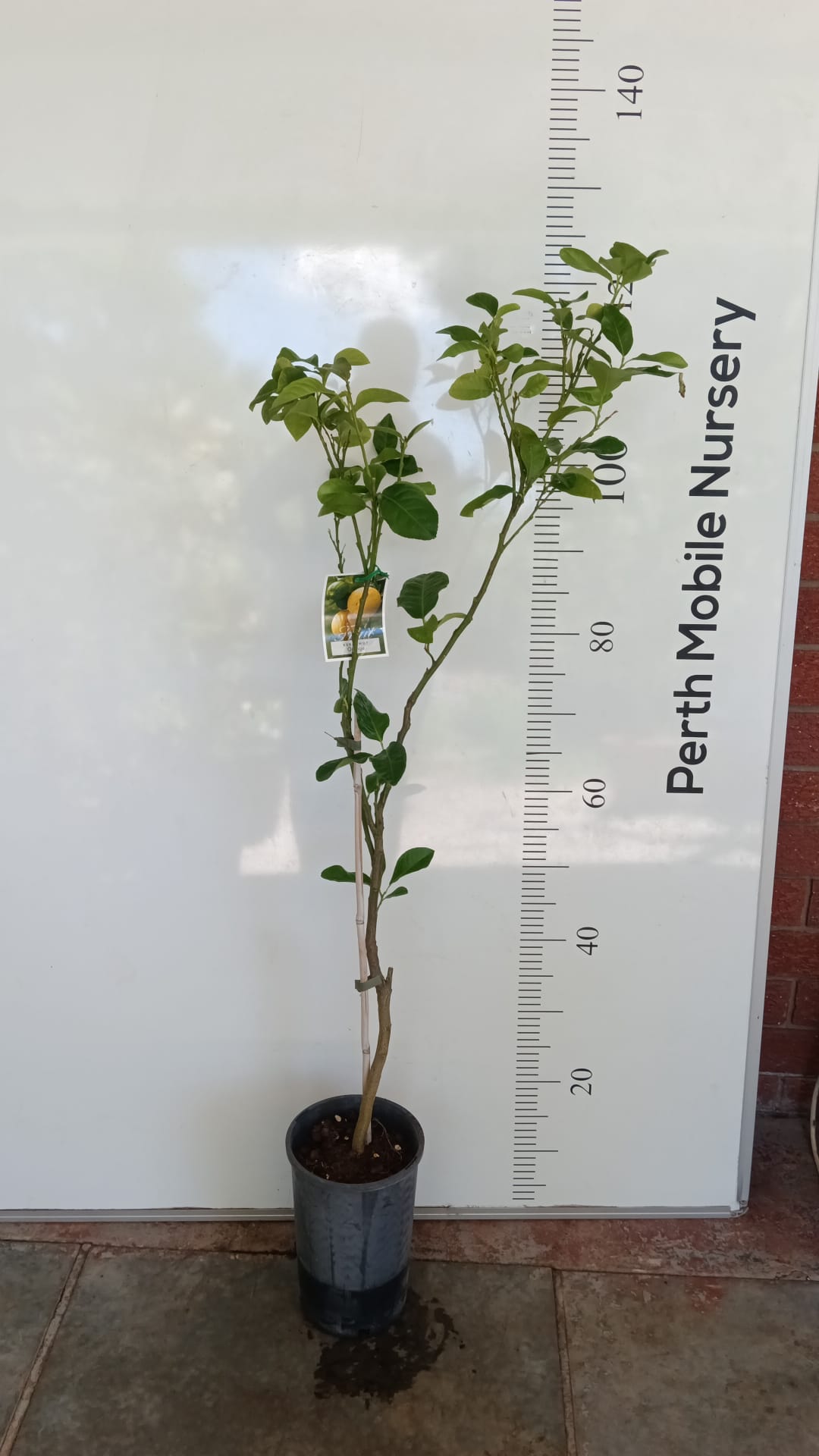 Orange - Bergamot Perth