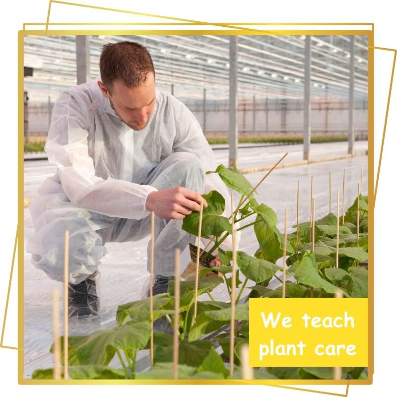 A person in a white protective suit tending to young plants in a greenhouse.