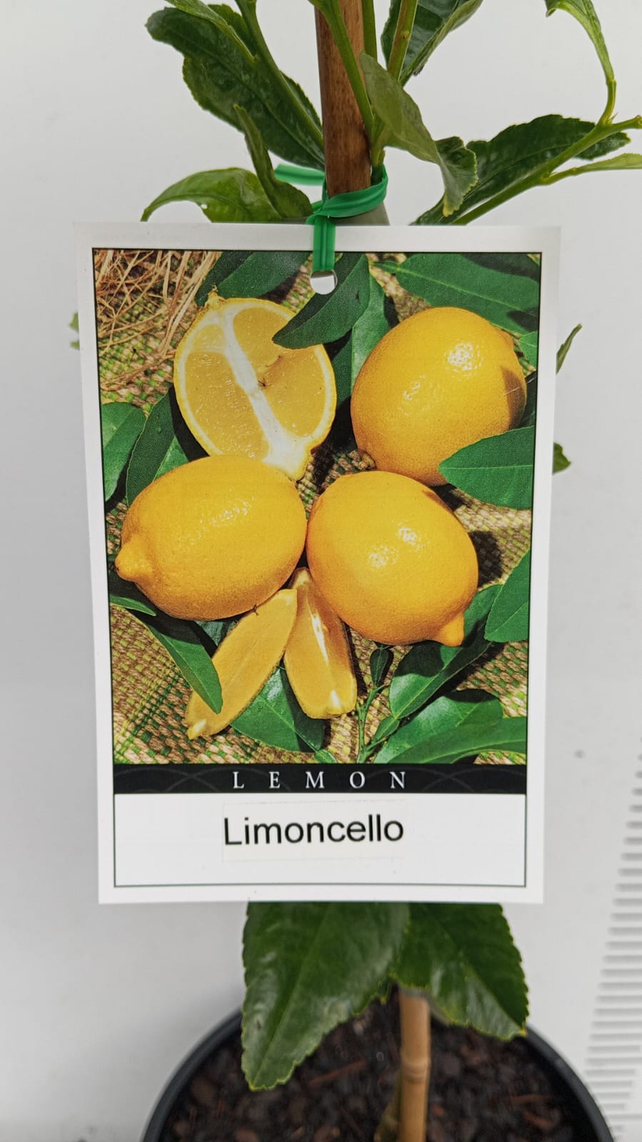 Limoncello Lemon Perth