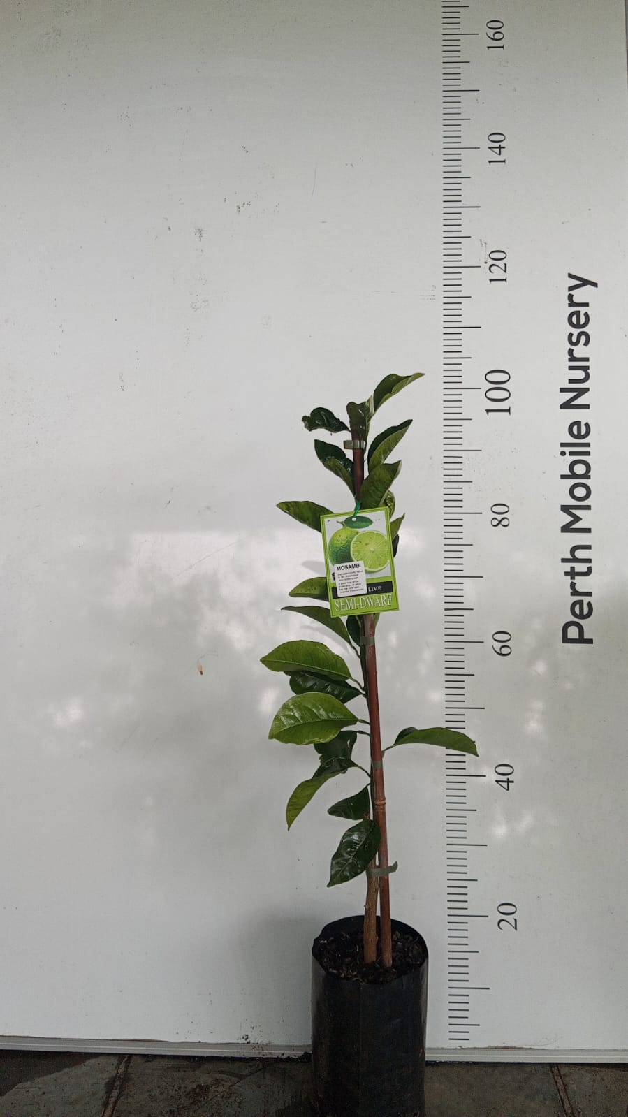 Mosambi Sweet lime Perth