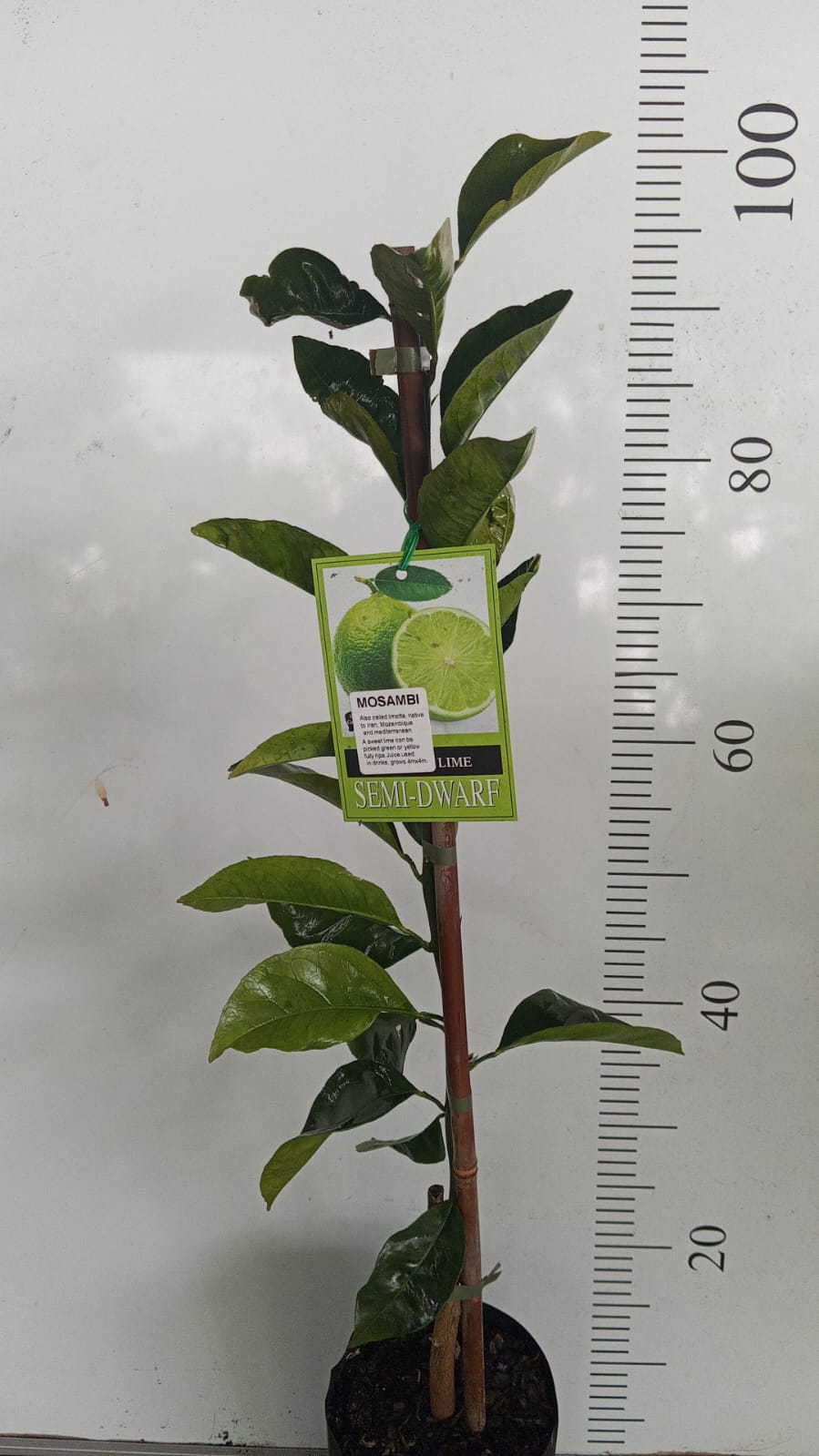 Mosambi Sweet lime Perth