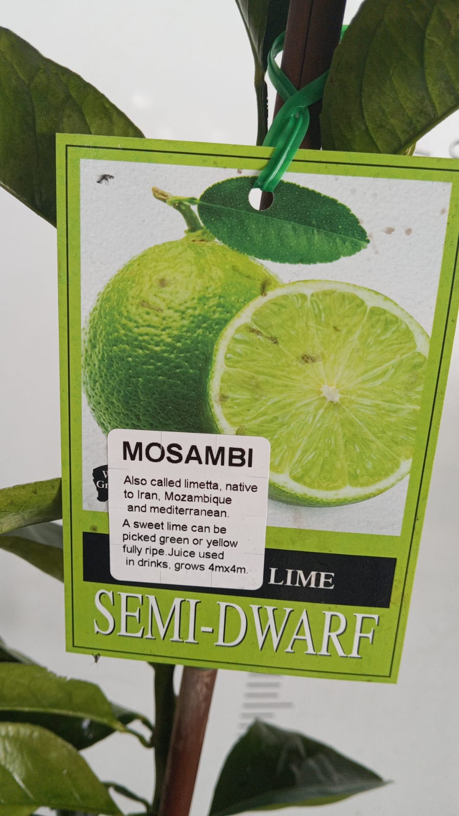 Mosambi Sweet lime Perth