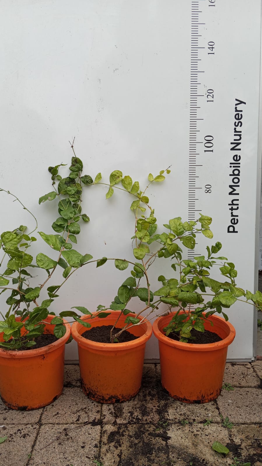 Indian Jasmine Flower Perth