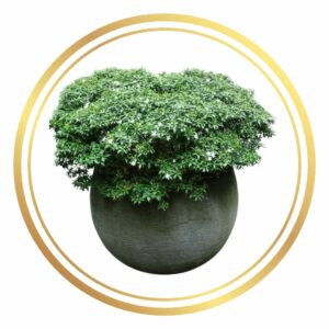 Pinwheel Plant Perth