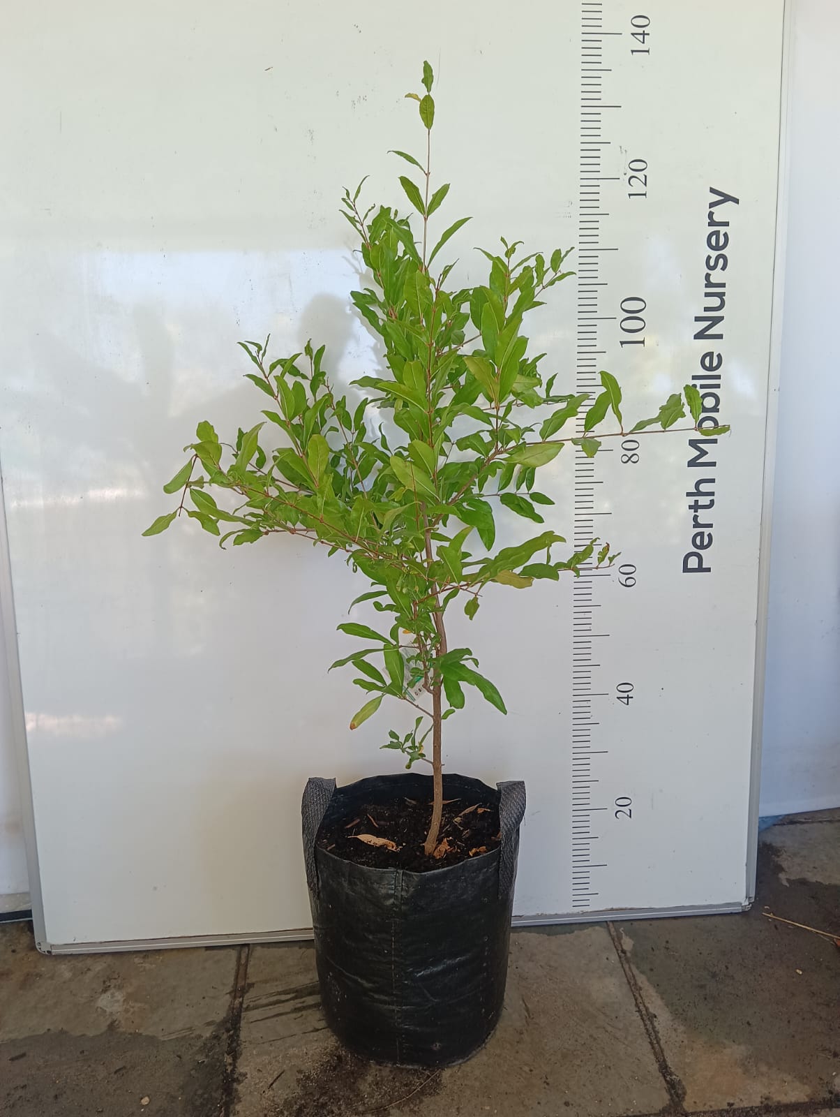 Pomegranate Jodhpur Perth