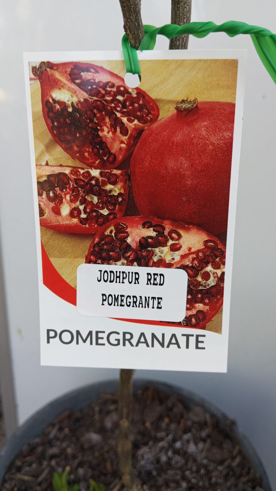 Pomegranate Tree Jodhpur Red Perth