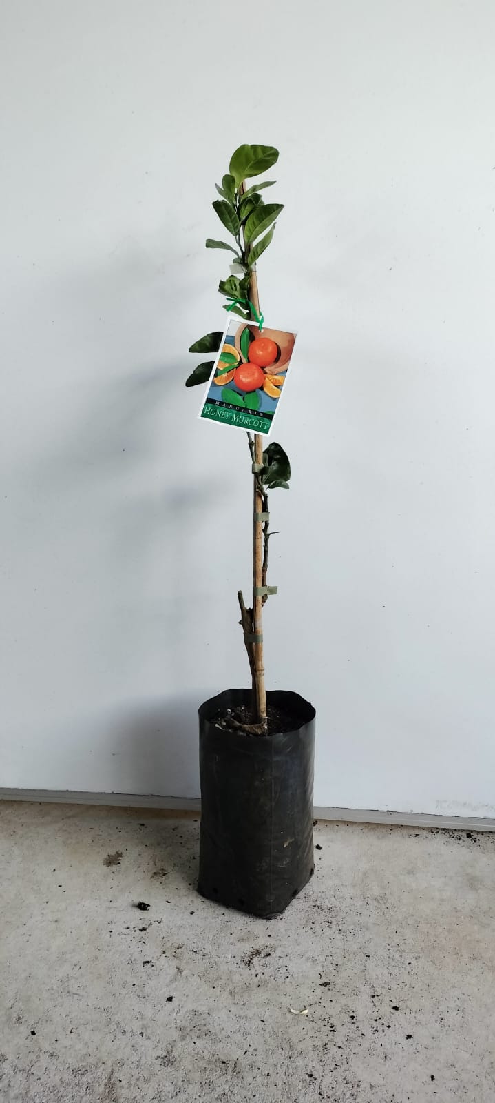 Honey Murcott Mandarin Perth