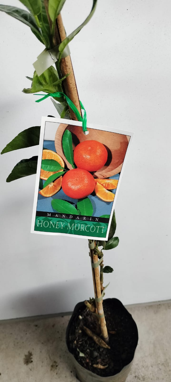 Honey Murcott Mandarin Perth