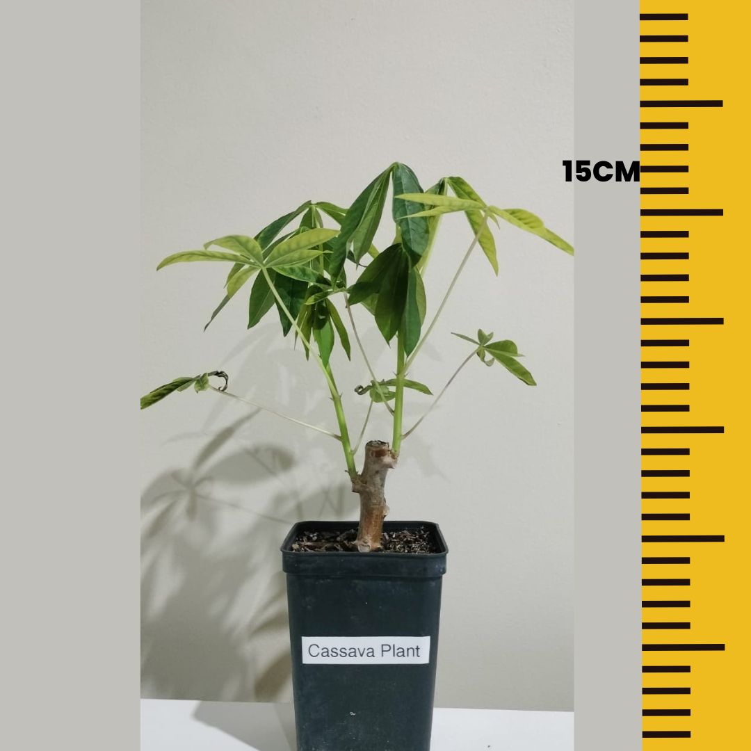 Cassiva Tapioca Plant Perth