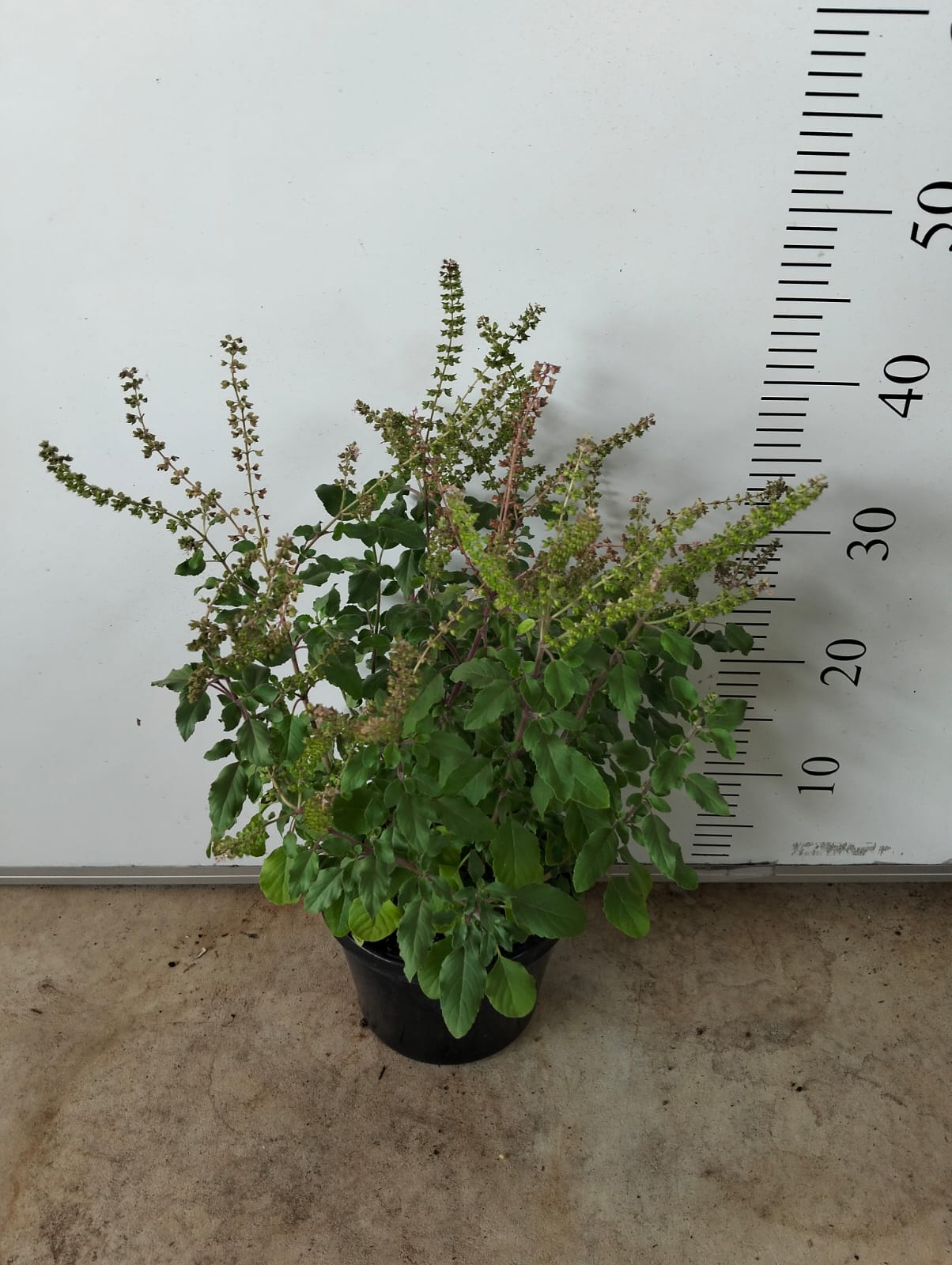 Holy Basil Thulsi Perth