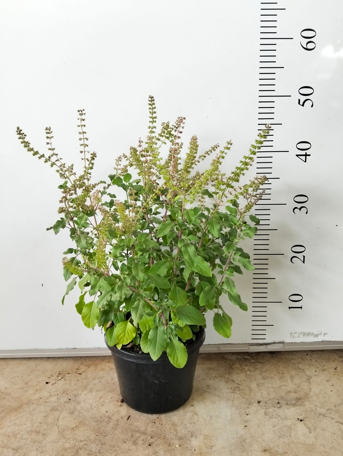 Holy Basil Thulsi Perth