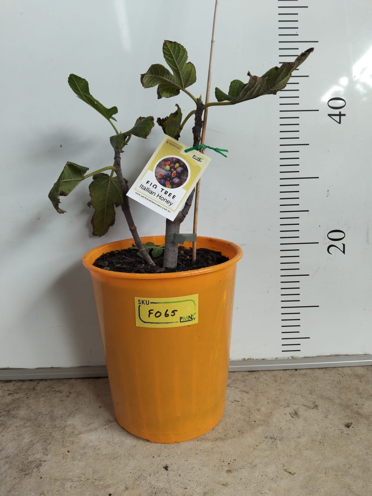 Fig Tree Italian Honey Perth