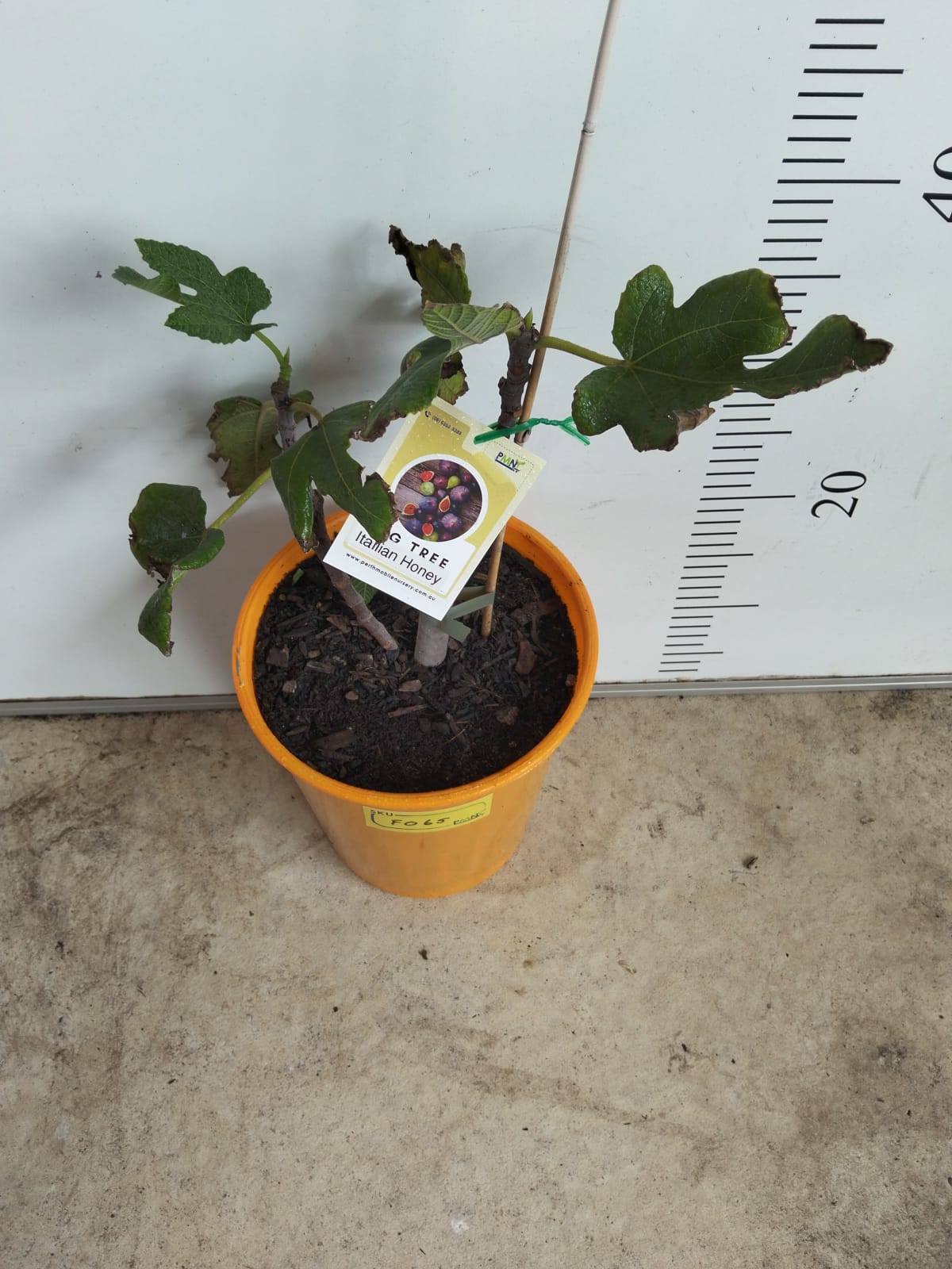 Fig Tree Italian Honey Perth