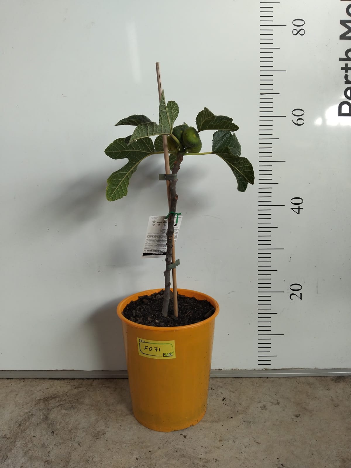 Excel Fig Tree Perth