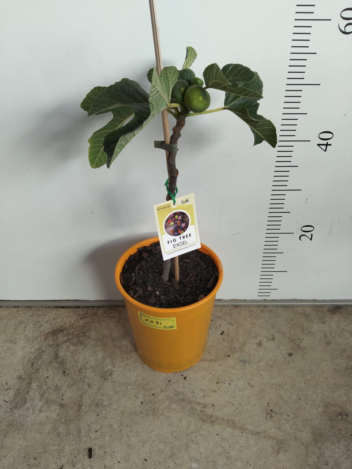 Excel Fig Tree Perth