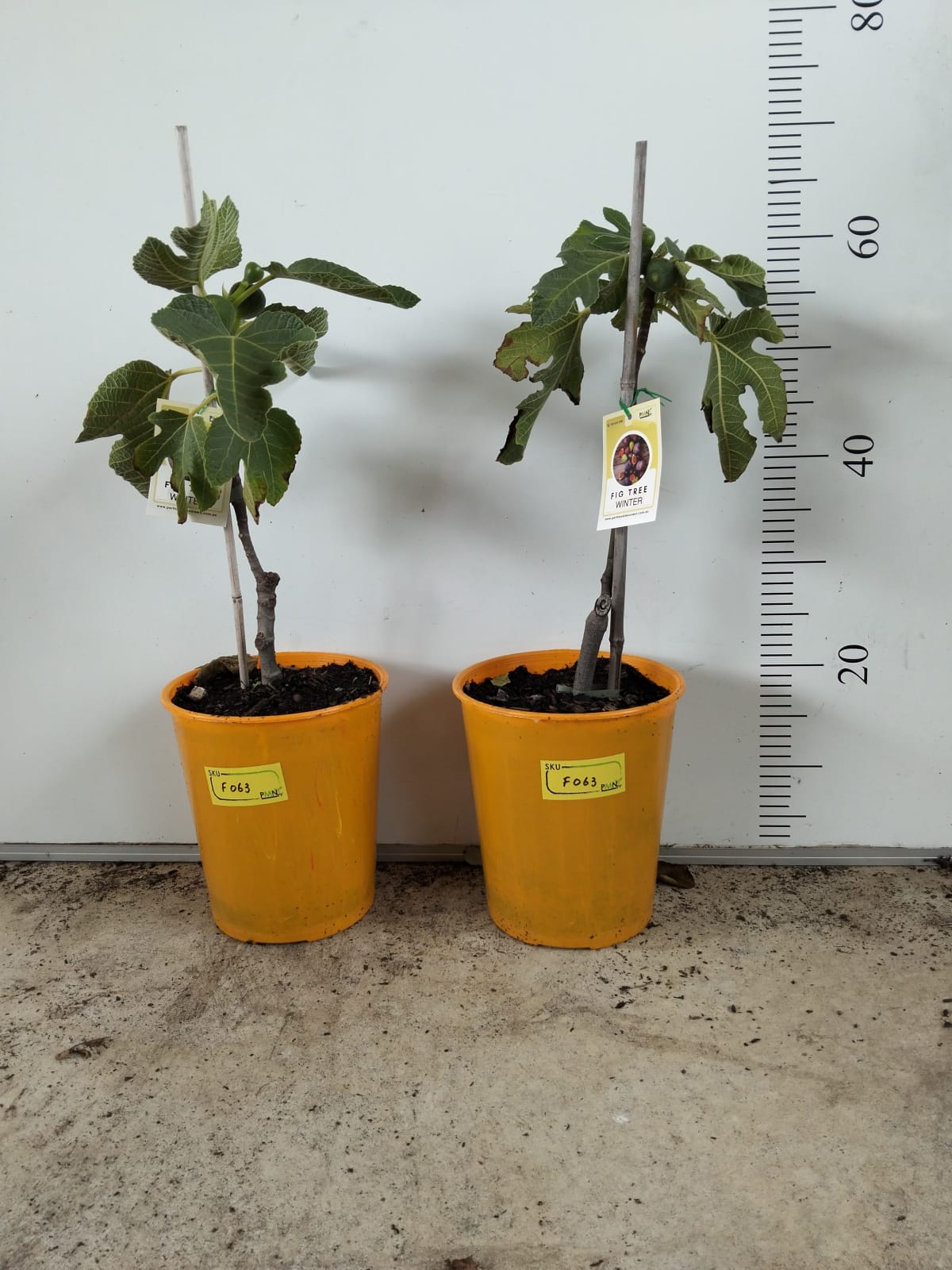 Fig Tree Winter Perth