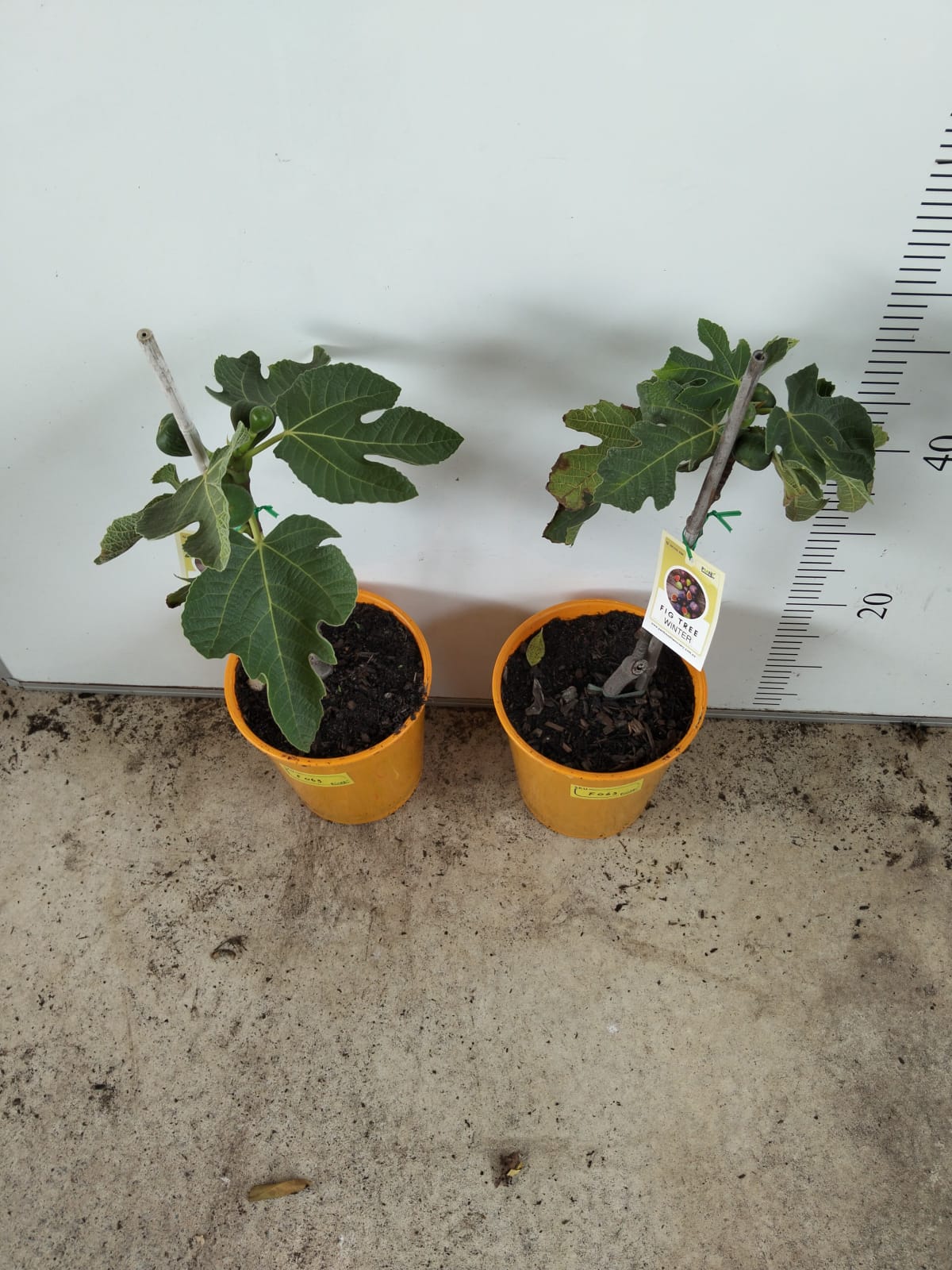 Fig Tree Winter Perth