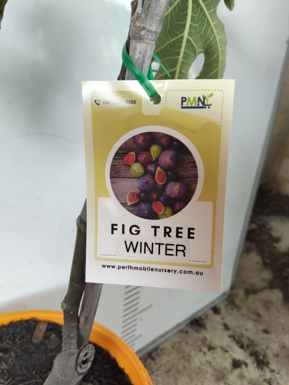 Fig Tree Winter Perth