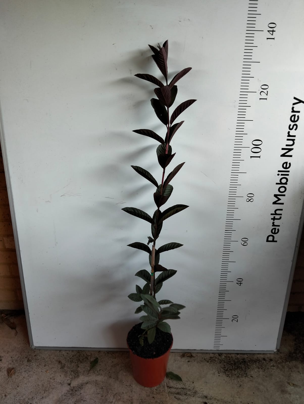 Beetroot Guava Tree Perth