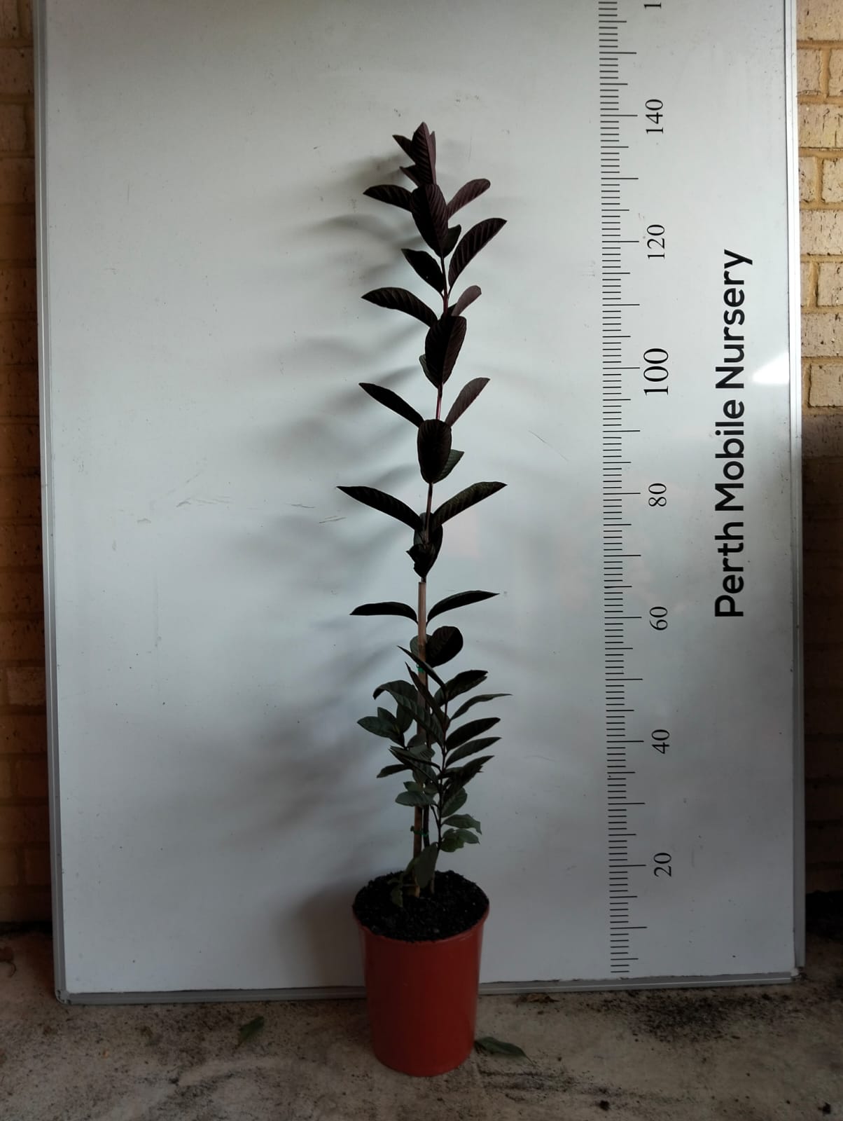 Beetroot Guava Tree Perth