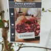 Pomegranate Eversweet Perth