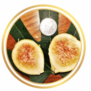 Fig Tree Tena - Mature